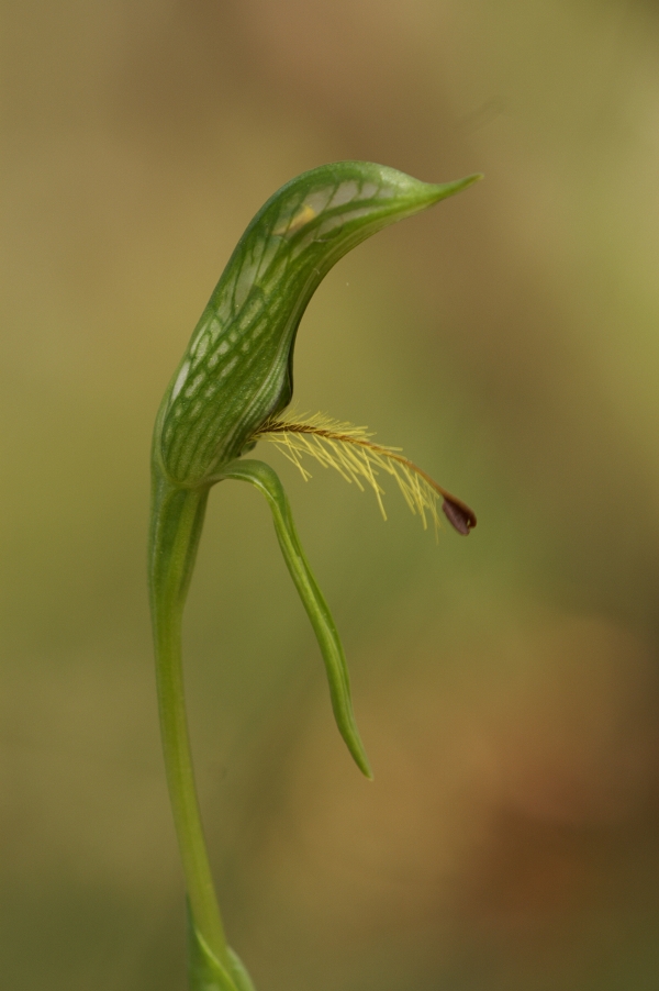 Pterostylis plumosa